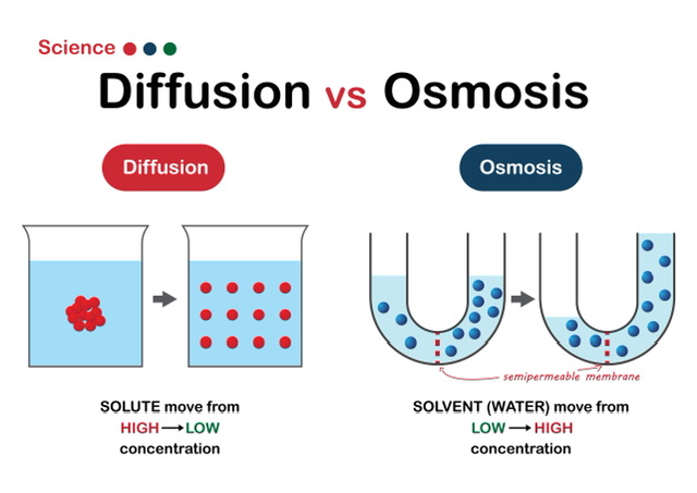 Diffusion And Osmosis - 88tuition