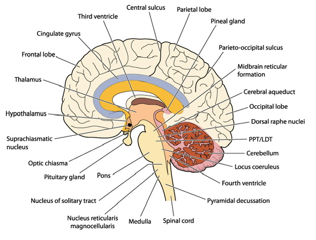 The Structure and function of Human Brain - 88tuition 