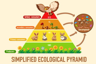 Ecological Pyramid - 88tuition