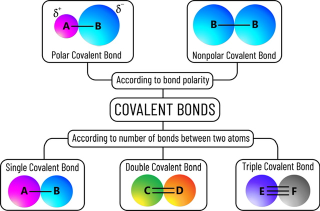 Covalent Bonds - 88tuition