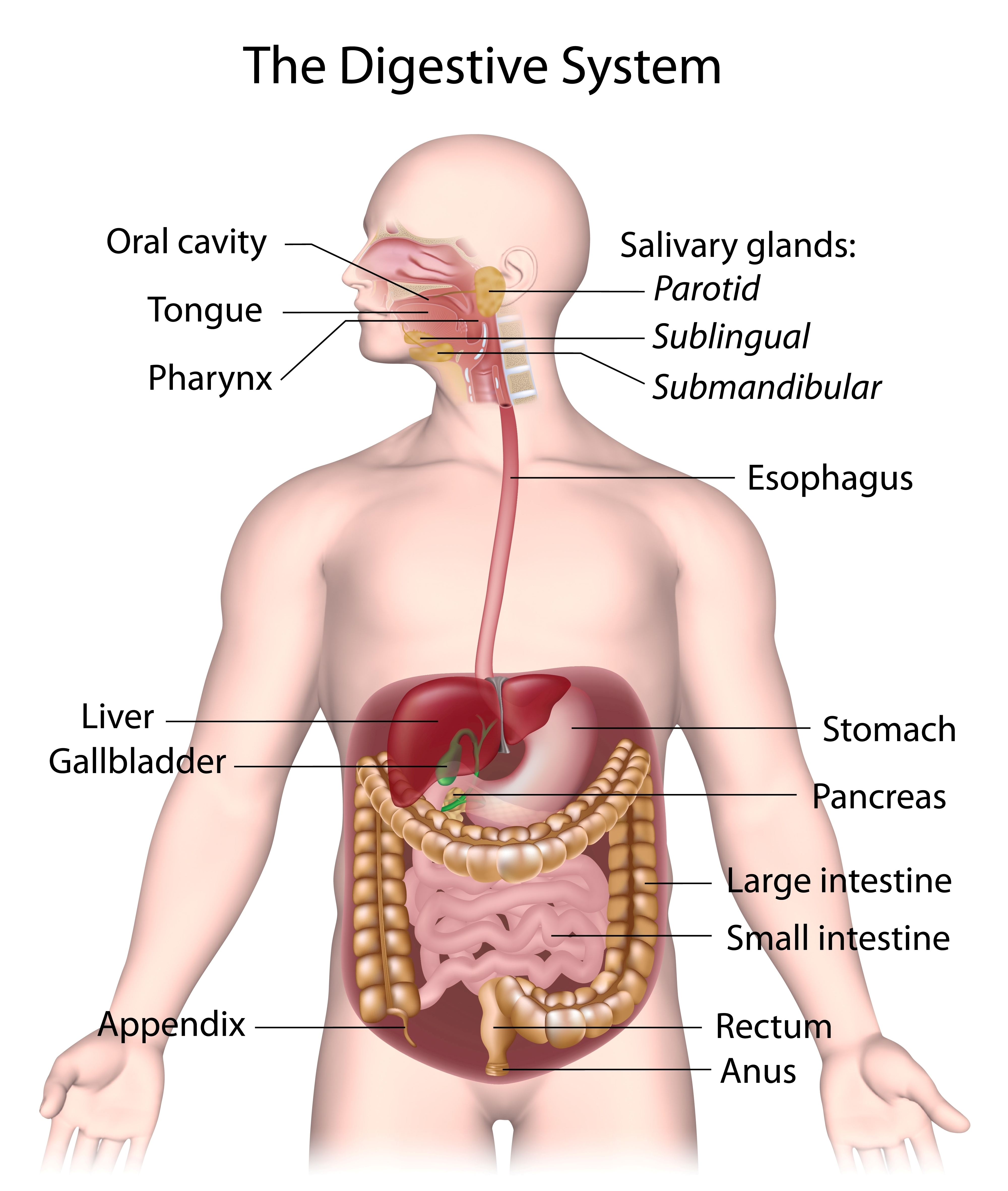 Accessory Digestive glands - 88tuition